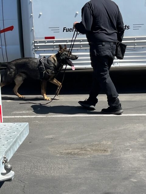 K9 Dog trained to detect narcotics
Inland Empire - Orange County - Los Angeles
