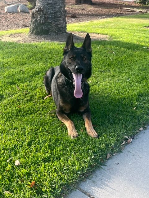 K9 Dog trained to detect narcotics
Inland Empire - Orange County - Los Angeles