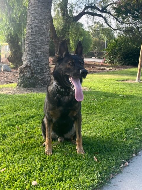 K9 Dog trained to detect narcotics
Inland Empire - Orange County - Los Angeles